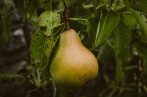 La pecaminosidad del pecado
