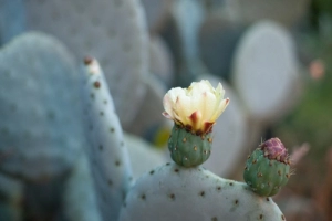 Florece donde te planten